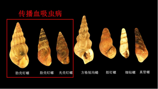Comparison of Oncomelania hupensis and similar snails